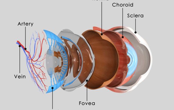 Amazing Anatomy: Parts of the Eye Defined